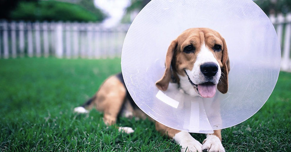 Does Pet Insurance Cover Spaying and Neutering?