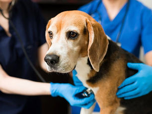 Does My Dog Have Hip Dysplasia? Symptoms, Treatments & Risk Factors