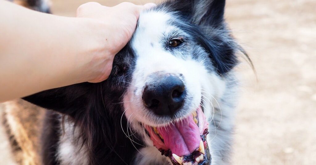 person-petting-a-dog_should-i-get-a-dog