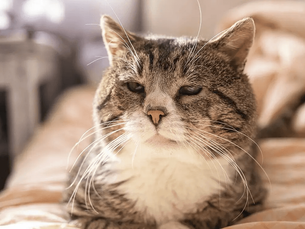 senior cat sitting on a bed