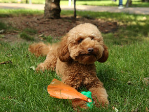 dog laying in grass with poop bags