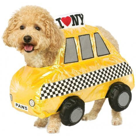 Fluffy dog in a yellow taxi costume with an I ♥ NY sign, standing on a white background, mouth open and cheerful.