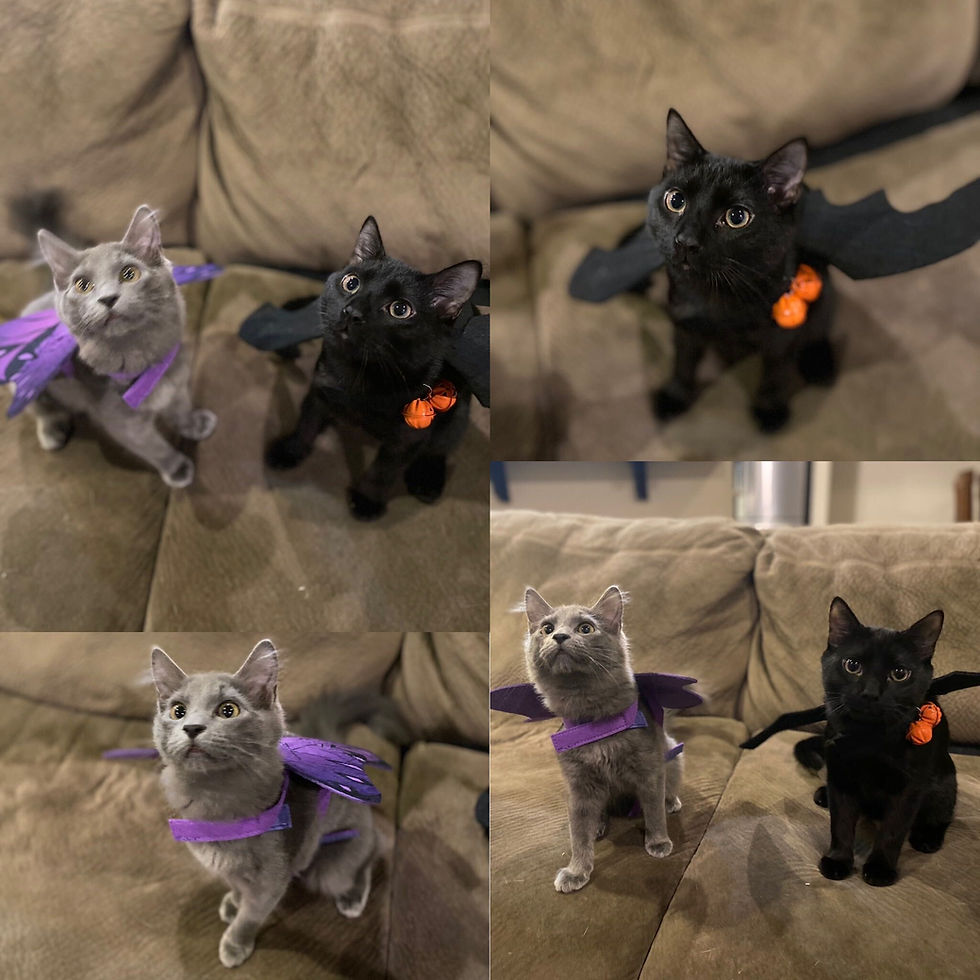 Gray and black kittens in purple and orange bat costumes sit on a beige couch, looking up, Halloween-themed collage