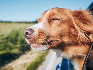 dog with its head out the window on the way to the vet