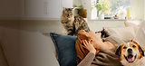 Cat sitting on the top of a couch looking down at parent cuddling with dog who is happy