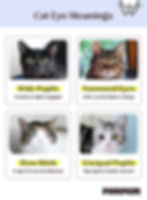 Cat-eye meanings infographic with four cat photos: wide pupils, narrowed eyes, slow blink, and unequal pupils; PUMPKIN logo at bottom.
