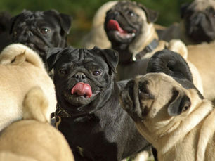 grumble group of pugs