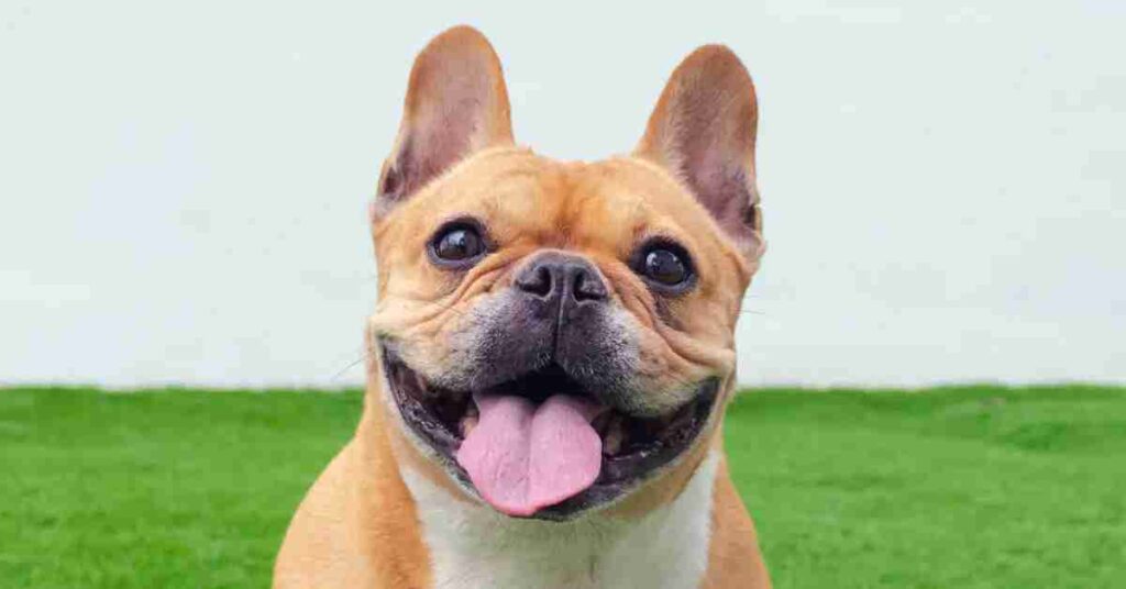 a portrait of a brown frenchie