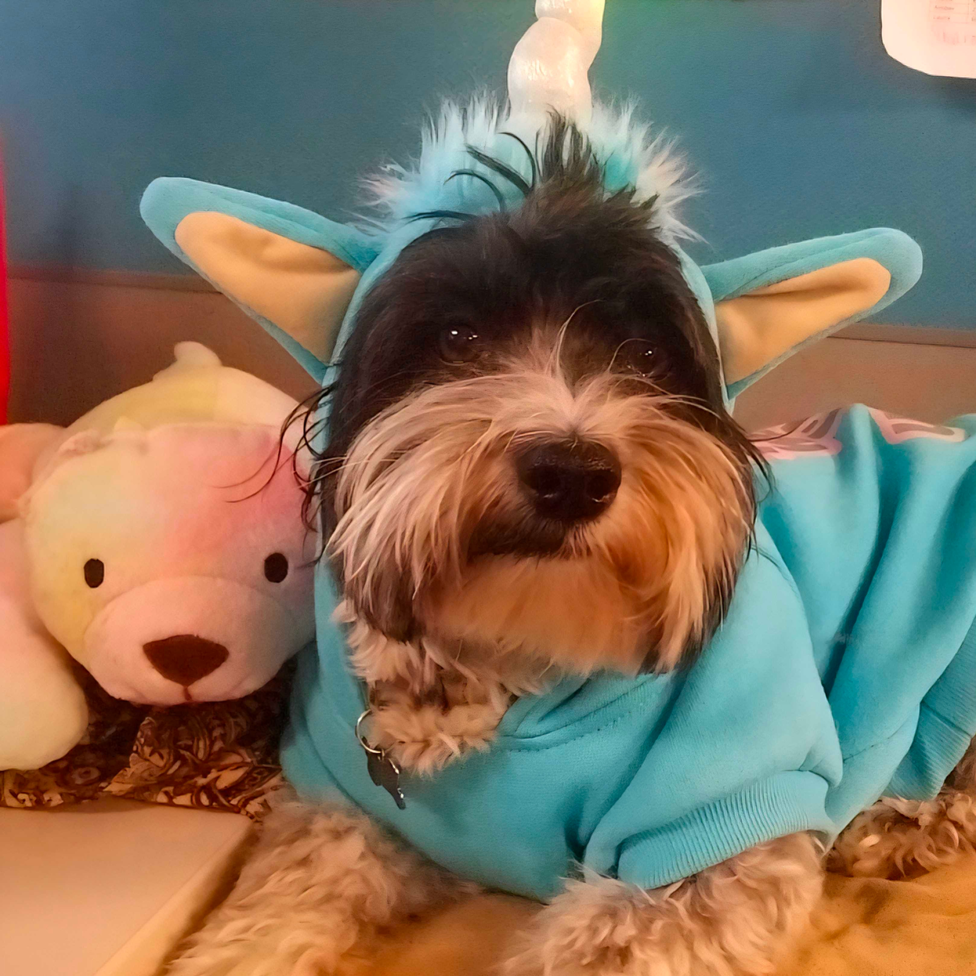Small black-and-white dog in a blue unicorn hoodie sits beside a plush bear on a bed, looking calmly at the camera.