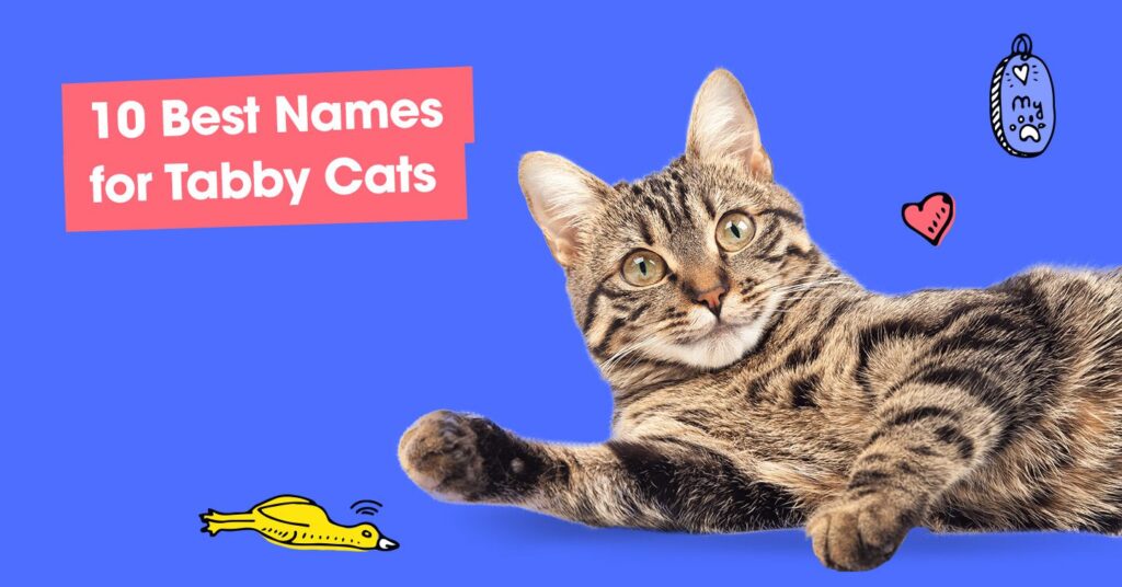 graphic with text that reads '10 best names for tabby cats'