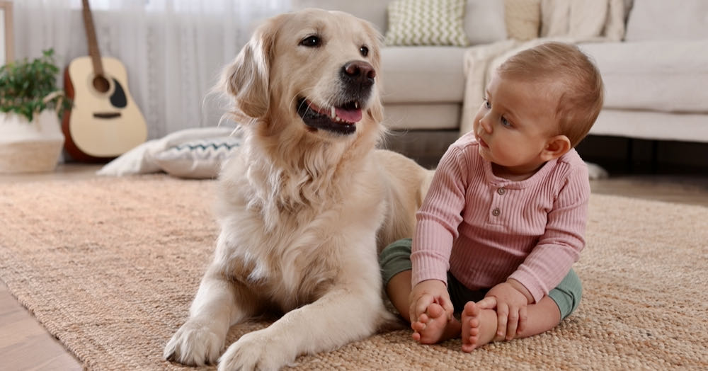 a curious baby looking at a calm golden retriever dog