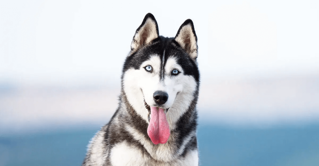 blue-eyed Siberian Husky posing outside