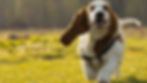 Basset hound running joyfully on a sunny, grassy field. Its long ears flap as it moves, with a blurred forest backdrop.