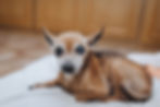 Elderly Chihuahua with glaucoma lying on a white blanket, with a soft expression. 