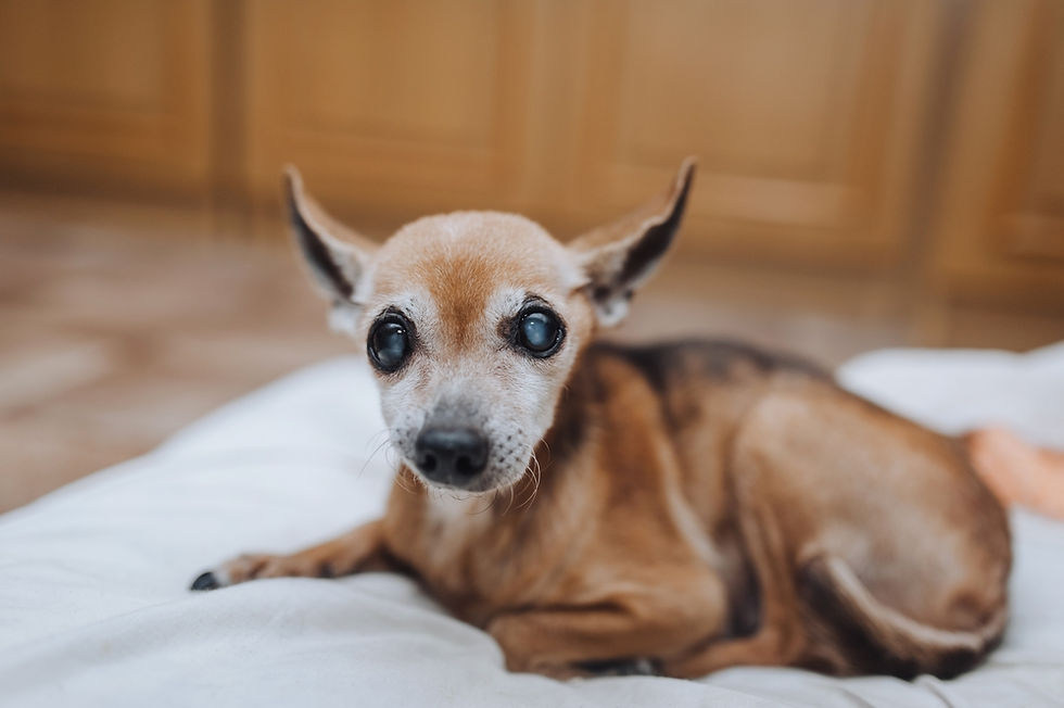 Elderly Chihuahua with glaucoma lying on a white blanket, with a soft expression.