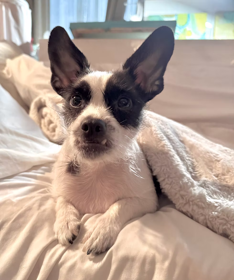 image of buddy the dog, cute small mixed breed with big ears and an underbite