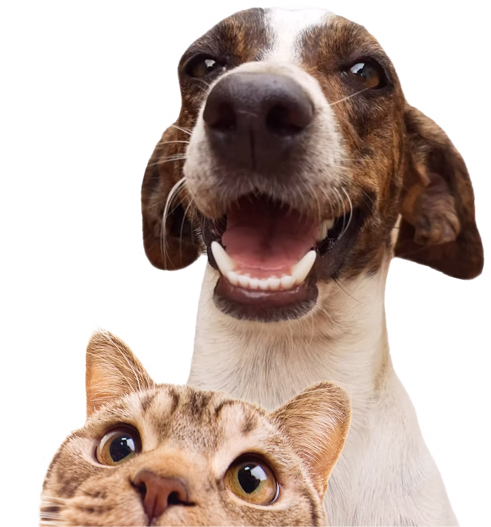 Cat and dog looking up with an excited and happy look on their faces