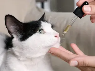 cat being fed CBD drops