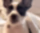 Buddy a black and white dog with Pumpkin Pet Insurance