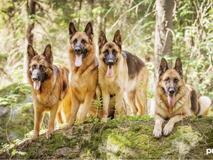 4 german sheperds sitting on a rock in the forest