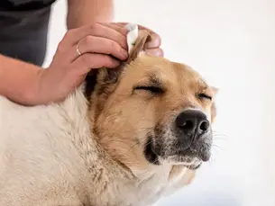 dog getting ears cleaned