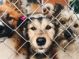 dogs behind the fence at a shelter