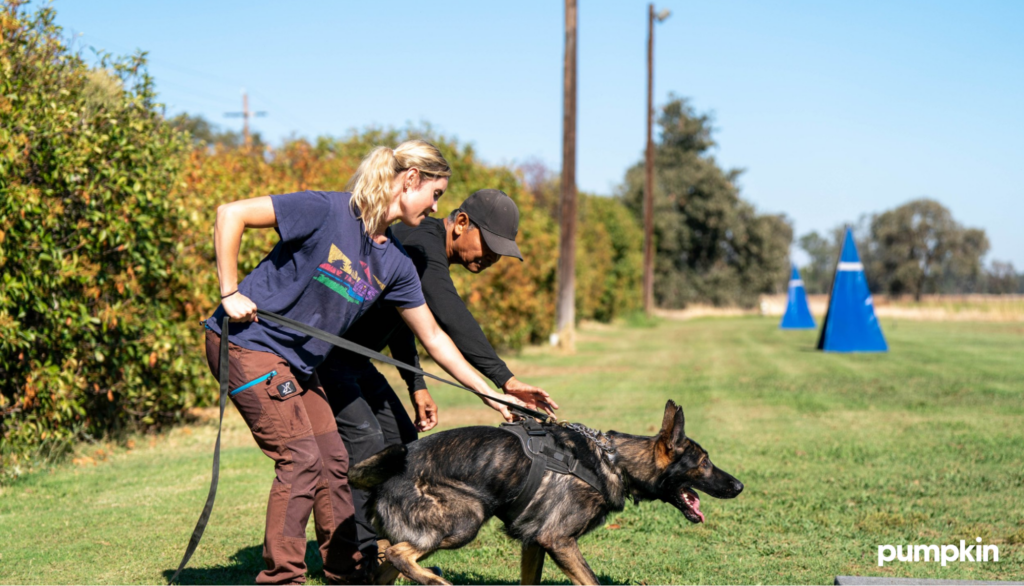 German Shepherd competing in Schutzhund