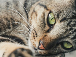 domestic shorthair cat a brown tabby with green eyes