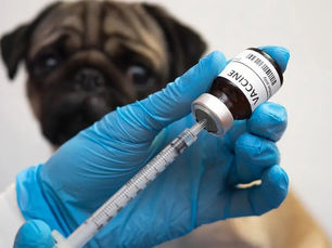 Pug looking at a vaccine being drawn up