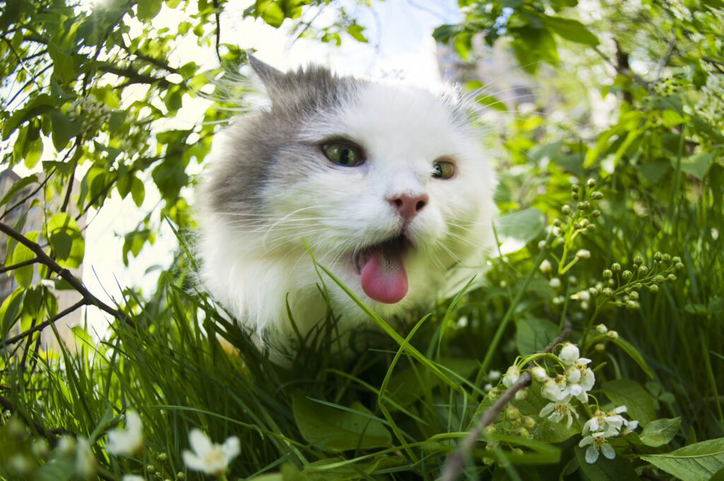Fluffy cat panting in lush green grass, surrounded by white flowers and leaves, under a clear blue sky. Playful mood.
