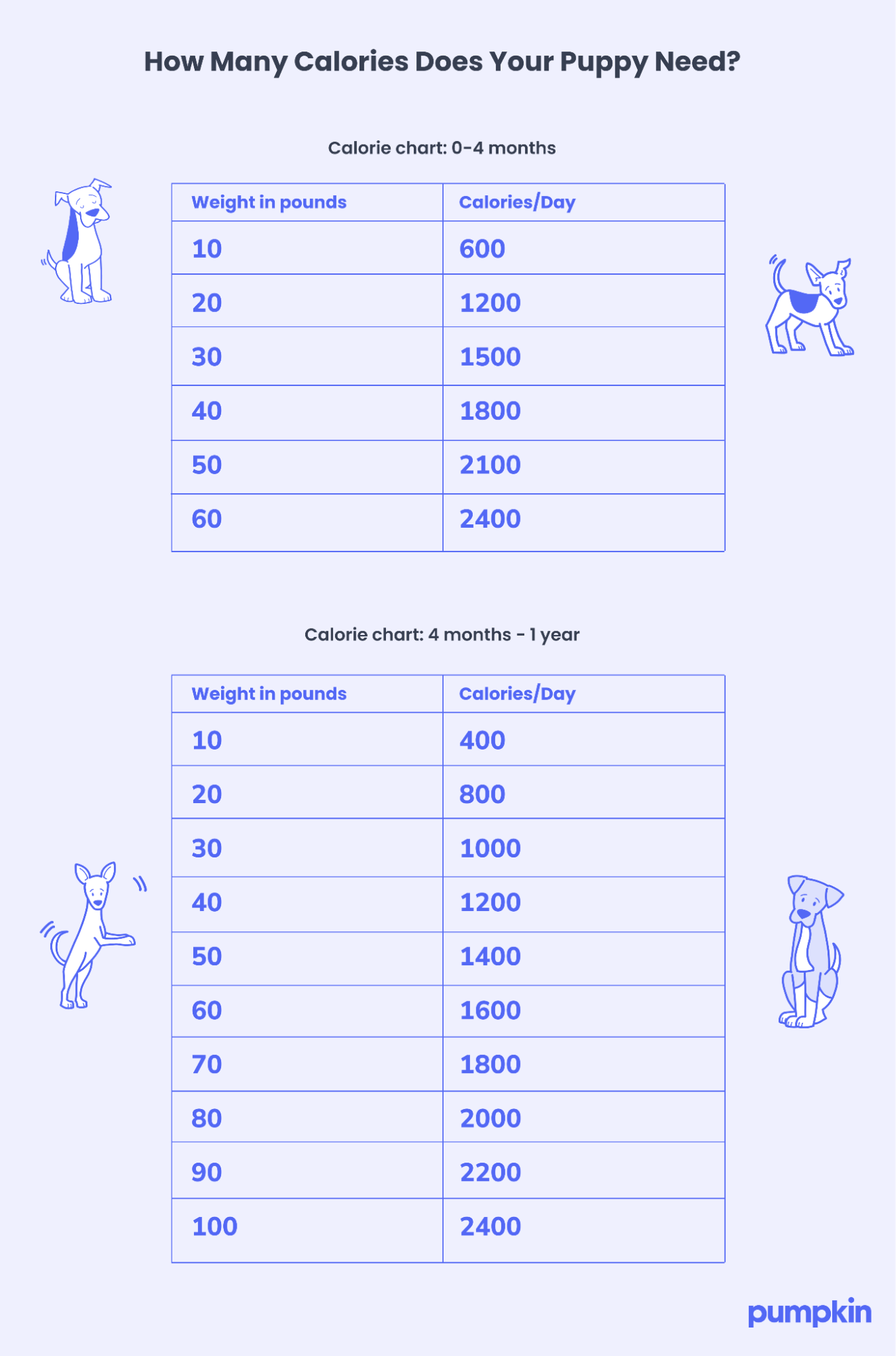 Puppy calorie chart by weight for 0-4 months and 4 months-1 year. Illustrations of puppies on a light purple background. Brand: pumpkin.