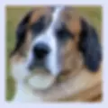 Duke a large breed dog