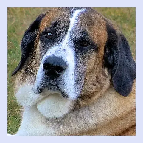 Duke a large breed dog