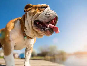 dog out in the sun