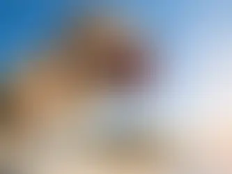 dog out in the sun