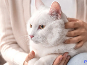 white cat being held by human