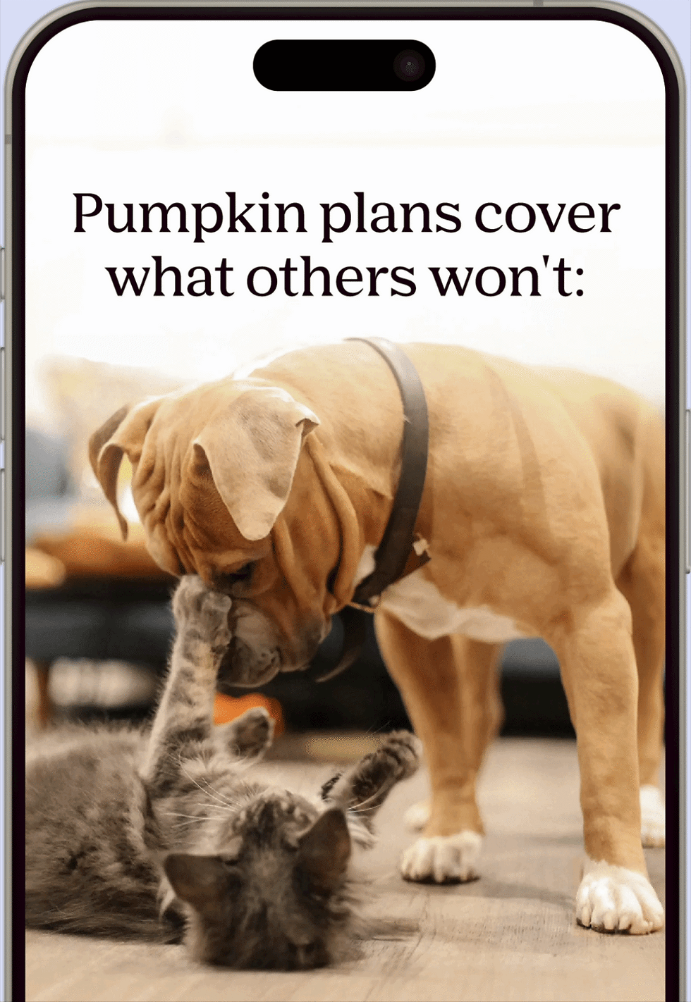 Phone showing "pumpkin plans cover what others won't: Dental Illness, Hereditary conditions, behavioral issues"