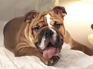 Badass bulldog