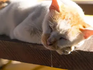 cat drooling in its sleep