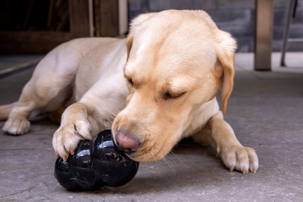 Blonde Labrador enjoys her delicious treat, licking the kong puzzle toy held by her paw.