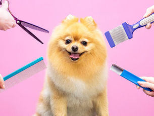 dog getting a new hairstyle surrounded by grooming tools