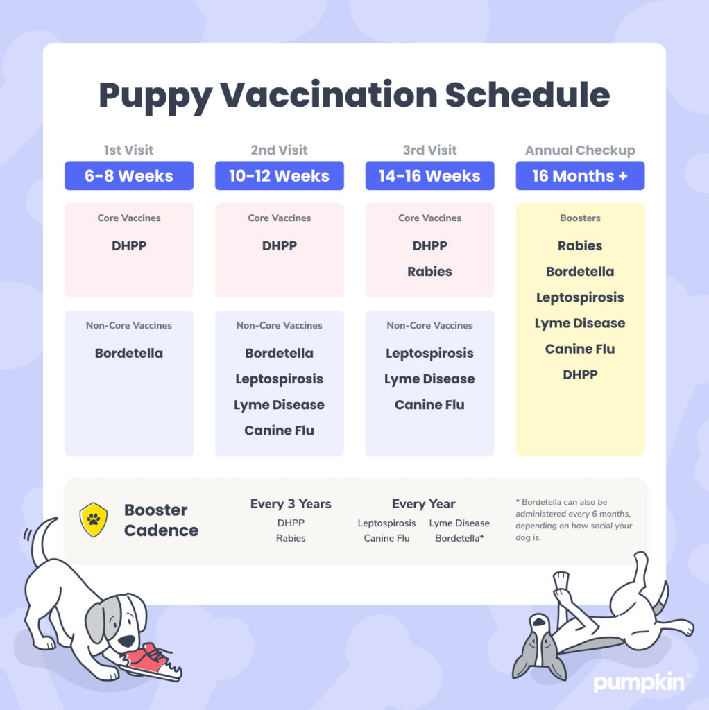 Puppy Vaccination Schedule, from the first visit to the annual checkup