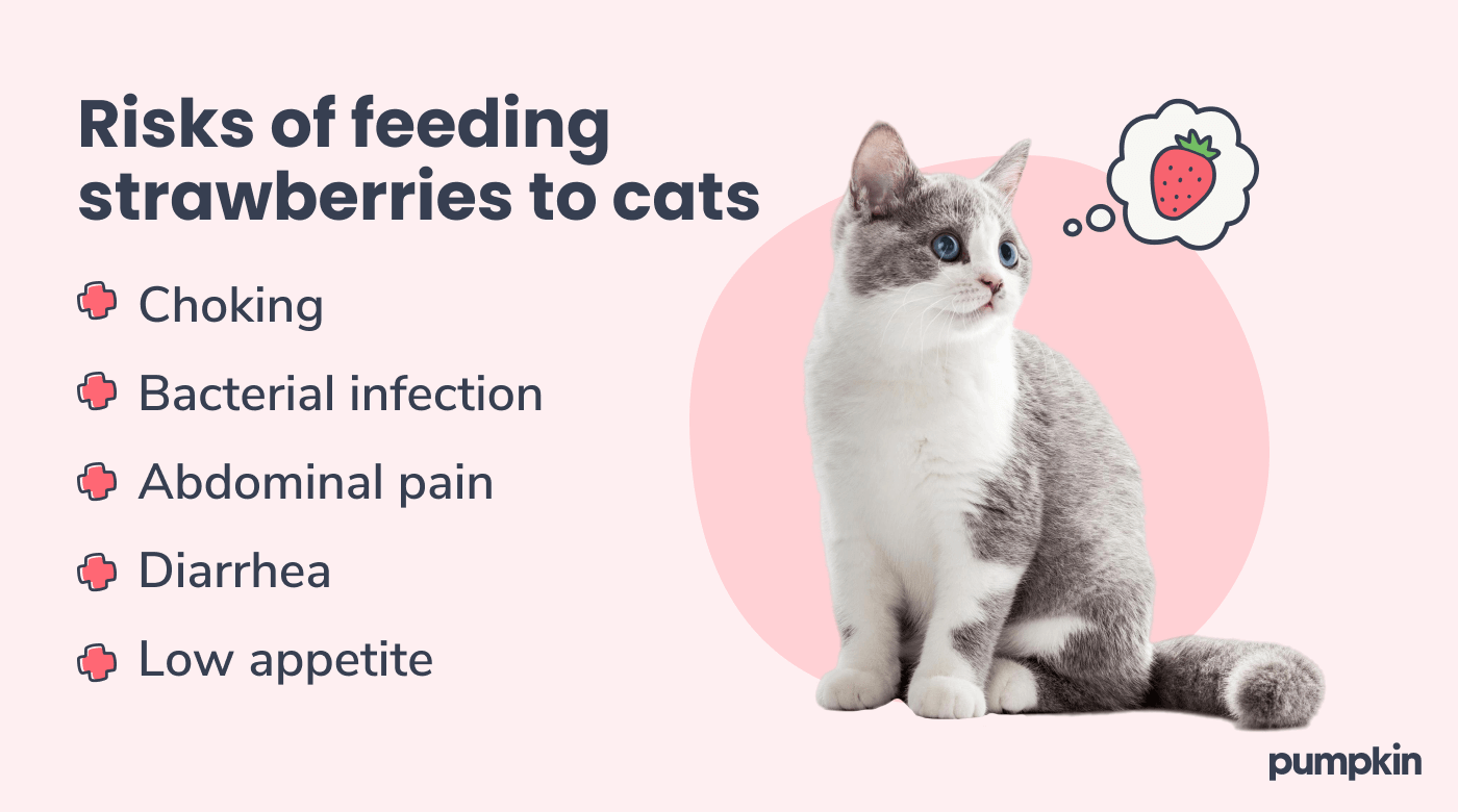 infographic showing cat surrounded by different risks of eating strawberries; title reads, 'Risks of feeding strawberries to cats' Risks include choking, bacterial infection, abdominal pain, diarrhea, and low appetite