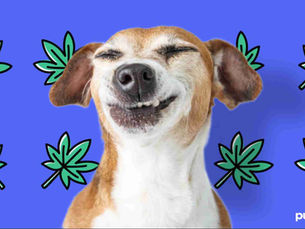 dog high on THC
