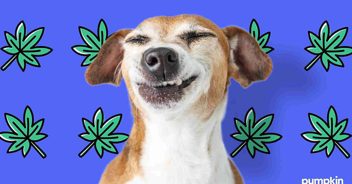 dog eats tobacco Veterinary Partner WATCH NOW: PSA ... Don’t