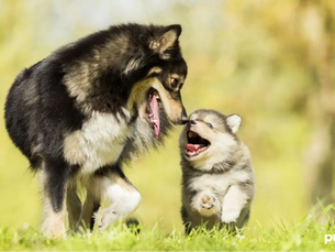 puppy running next to older dog