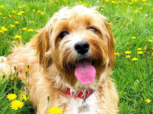 happy cavapoo dog laying in a field of flowers