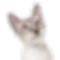 confused cat