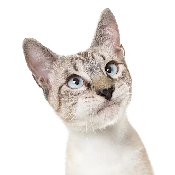 confused cat