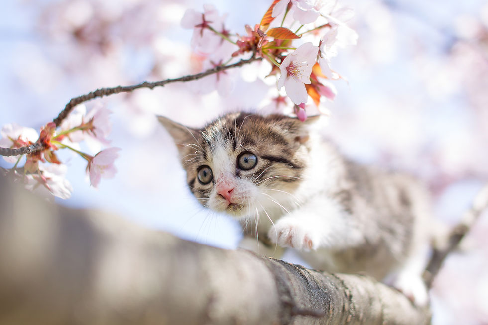 Kitten on a branch with cherry blossoms, looking curious. Soft pink flowers and blue sky create a serene spring atmosphere.